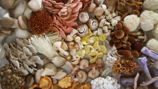 6 Top Health Benefits of Functional Mushrooms